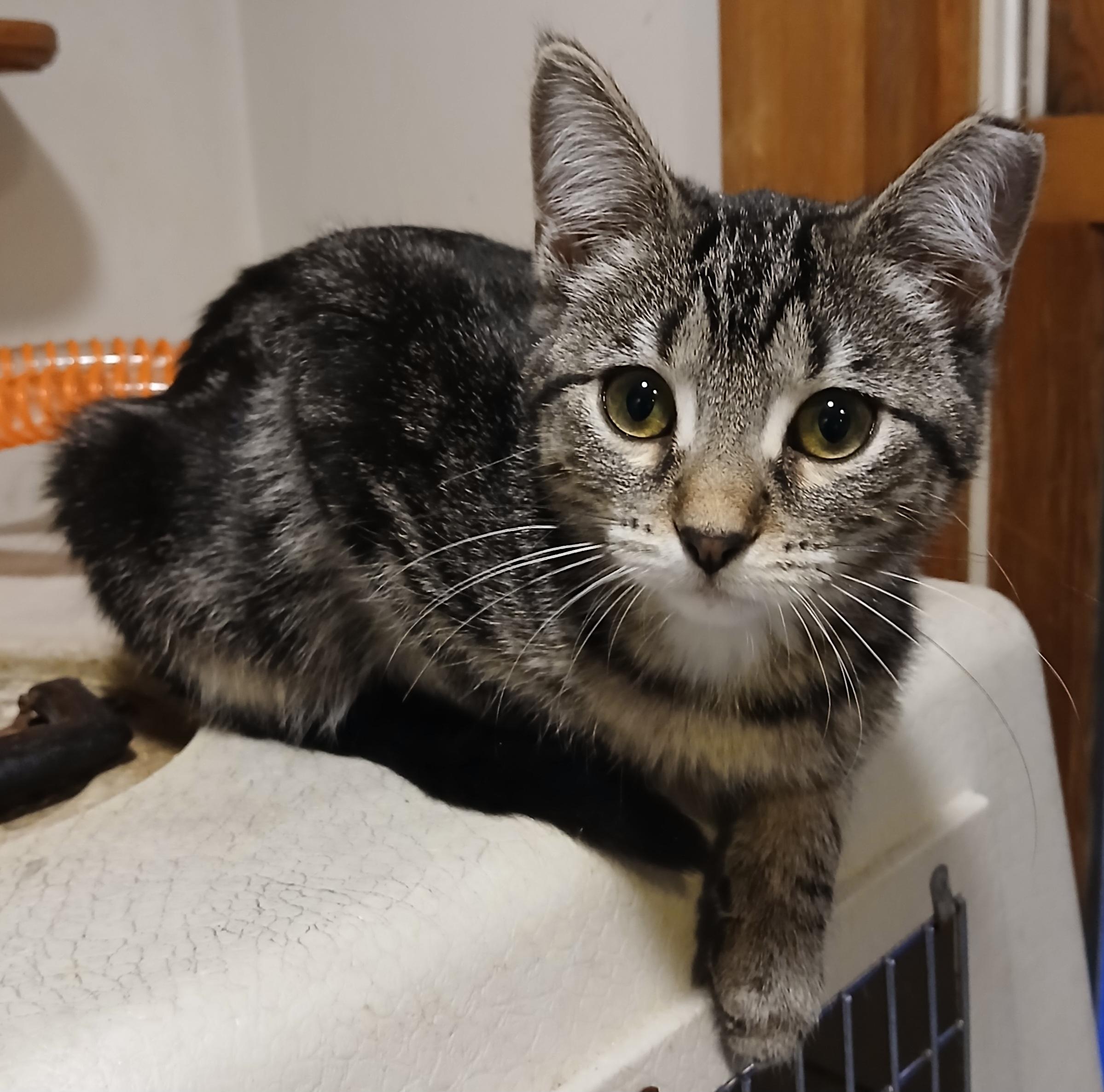 Enlarge Sourdough, a ADOPTABLE Domestic Short Hair in Shell Lake, WI image 1/2