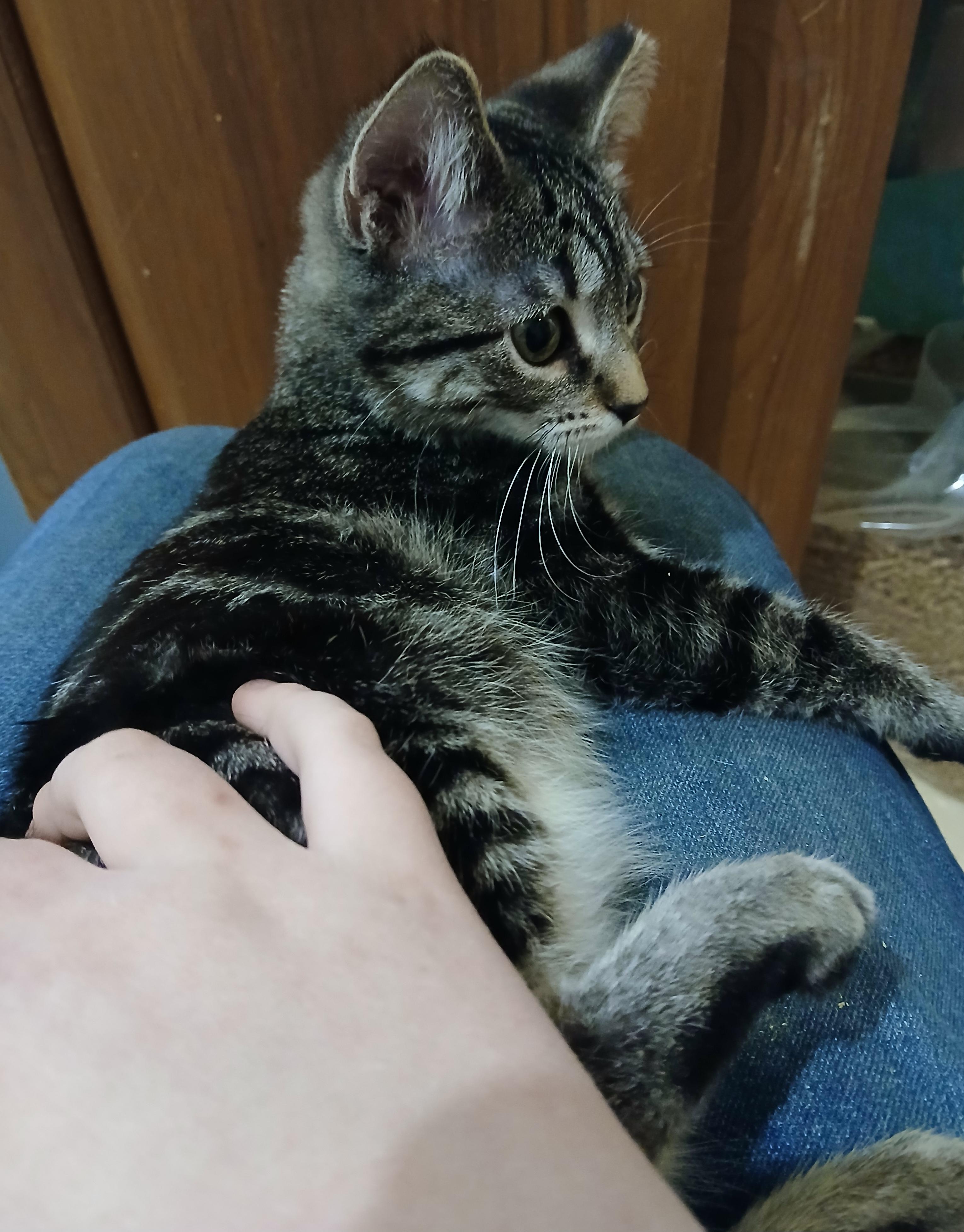 Enlarge Sourdough, a ADOPTABLE Domestic Short Hair in Shell Lake, WI image 2/2