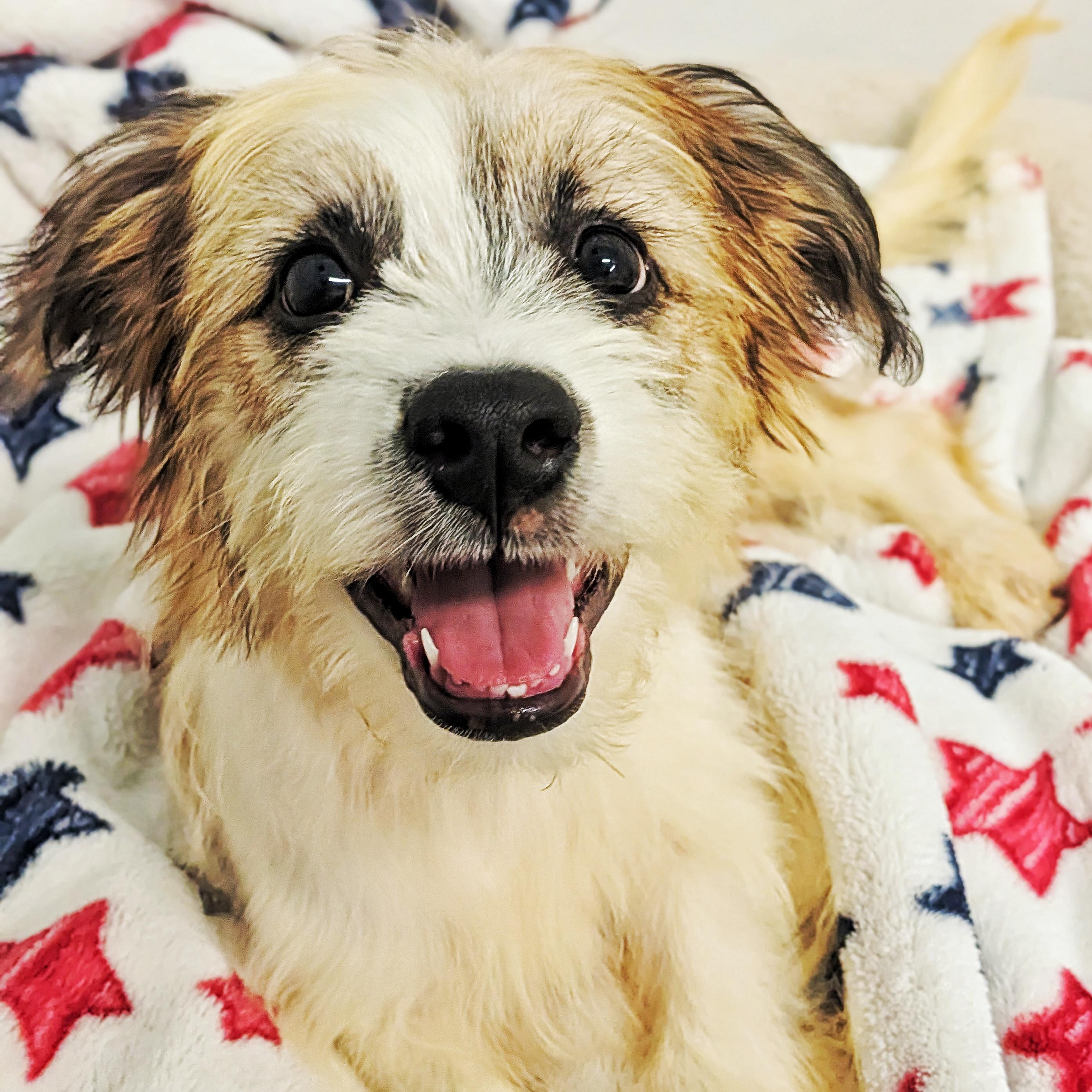 Mocha, Adopted, Puppy Female Terrier.