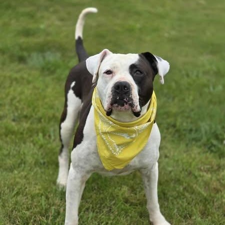 Enlarge Torrin, a Adoptable Pit Bull Terrier in Effingham, IL image 1/6