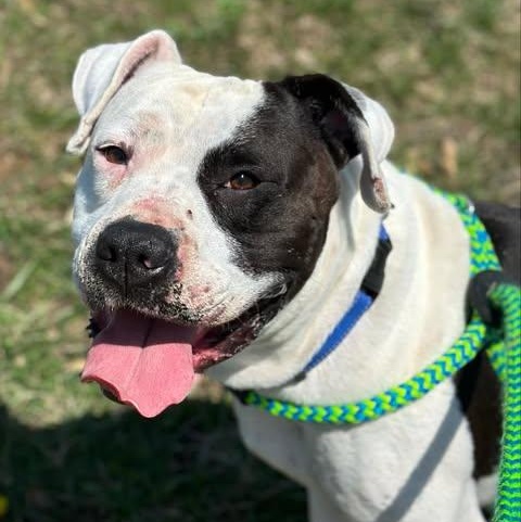 Enlarge Torrin, a Adoptable Pit Bull Terrier in Effingham, IL image 6/6