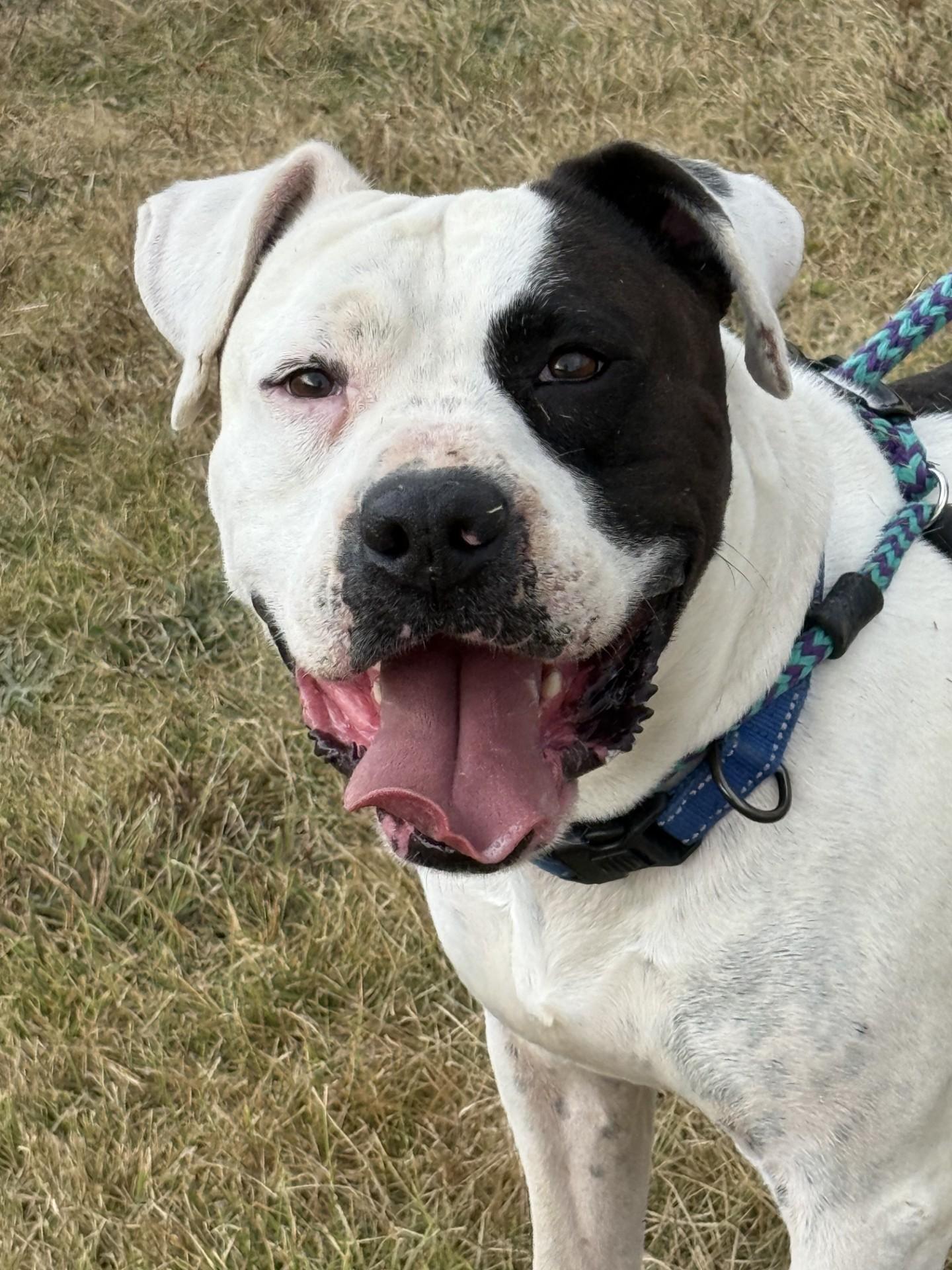 Enlarge Torrin, a Adoptable Pit Bull Terrier in Effingham, IL image 2/6