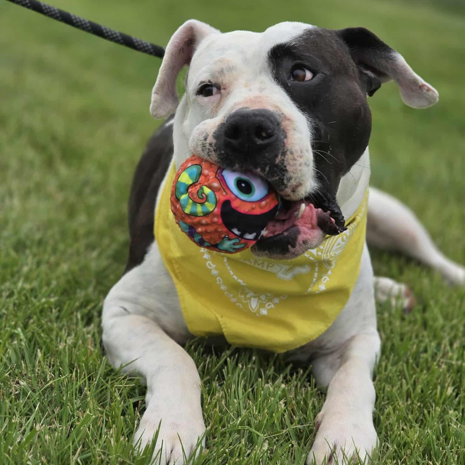 Enlarge Torrin, a Adoptable Pit Bull Terrier in Effingham, IL image 4/6