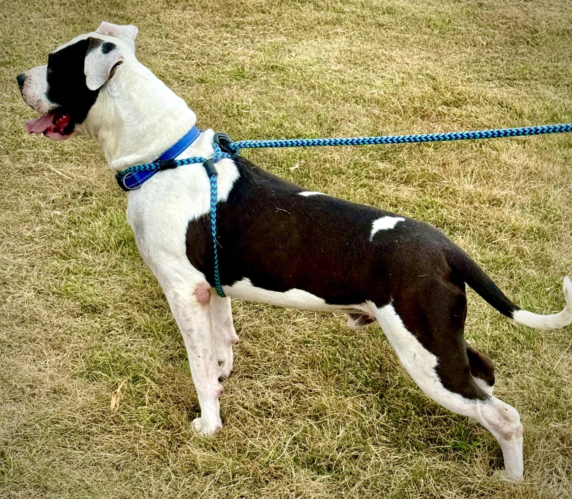 Enlarge Torrin, a Adoptable Pit Bull Terrier in Effingham, IL image 3/6