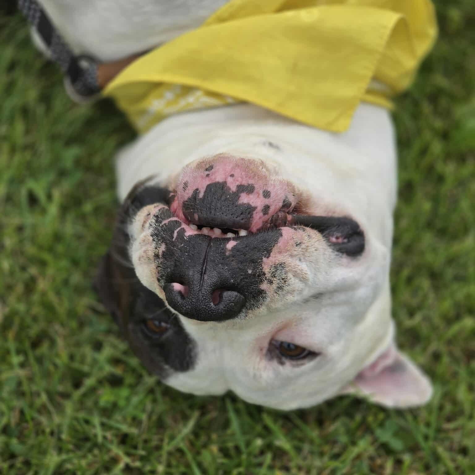 Enlarge Torrin, a Adoptable Pit Bull Terrier in Effingham, IL image 5/6