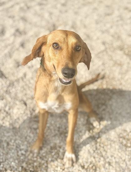 Loretta, Adoptable, Adult Female Hound & Mixed Breed.