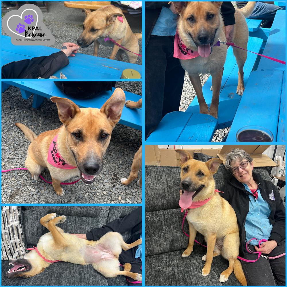 Enlarge Juju Bean, a Adoptable mixed breed in Kenai, AK image 1/3
