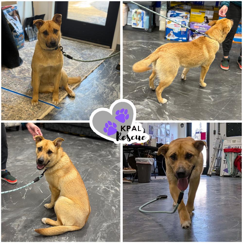 Enlarge Juju Bean, a Adoptable mixed breed in Kenai, AK image 1/1