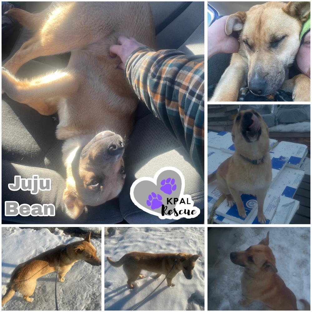 Enlarge Juju Bean, a Adoptable mixed breed in Kenai, AK image 2/2