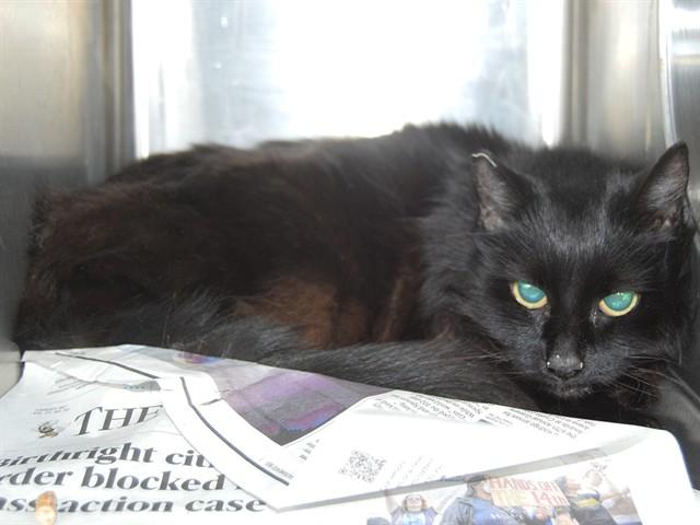 Enlarge JADE (GARDEN CAT), a Adoptable Domestic Short Hair in Sacramento, CA image 1/1