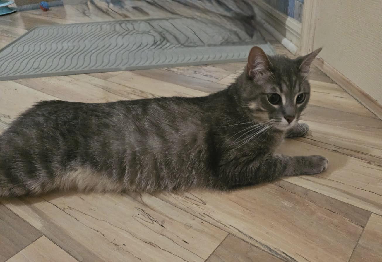 Fletcher, Adoptable, Adult Male Tabby.