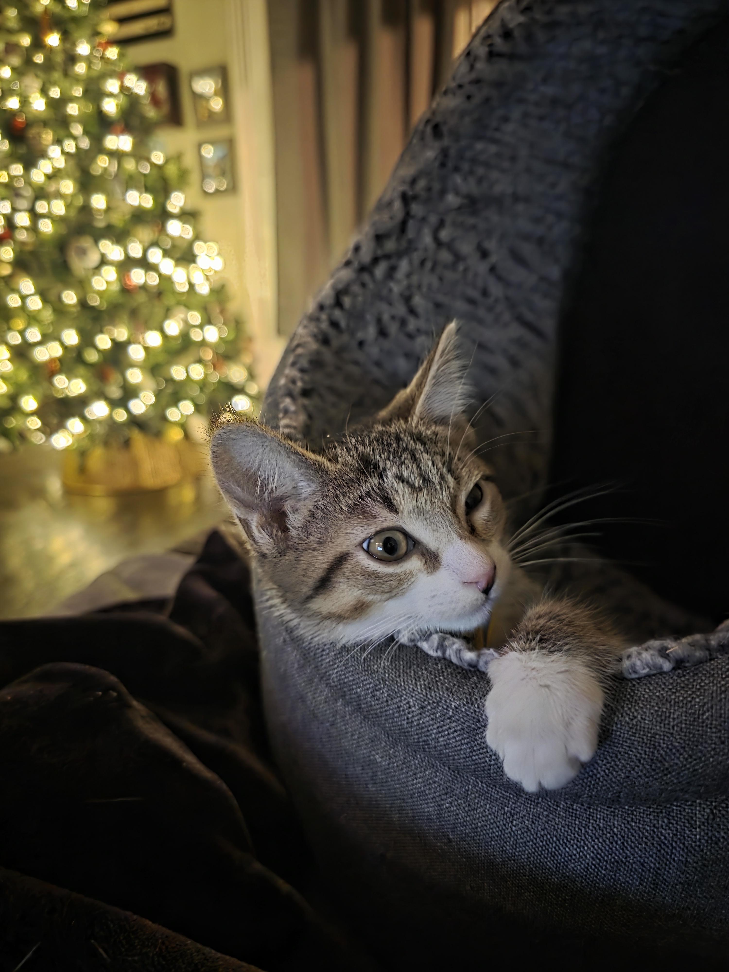 Enlarge Arya, a Adopted Domestic Short Hair in Troy, MI image 1/5