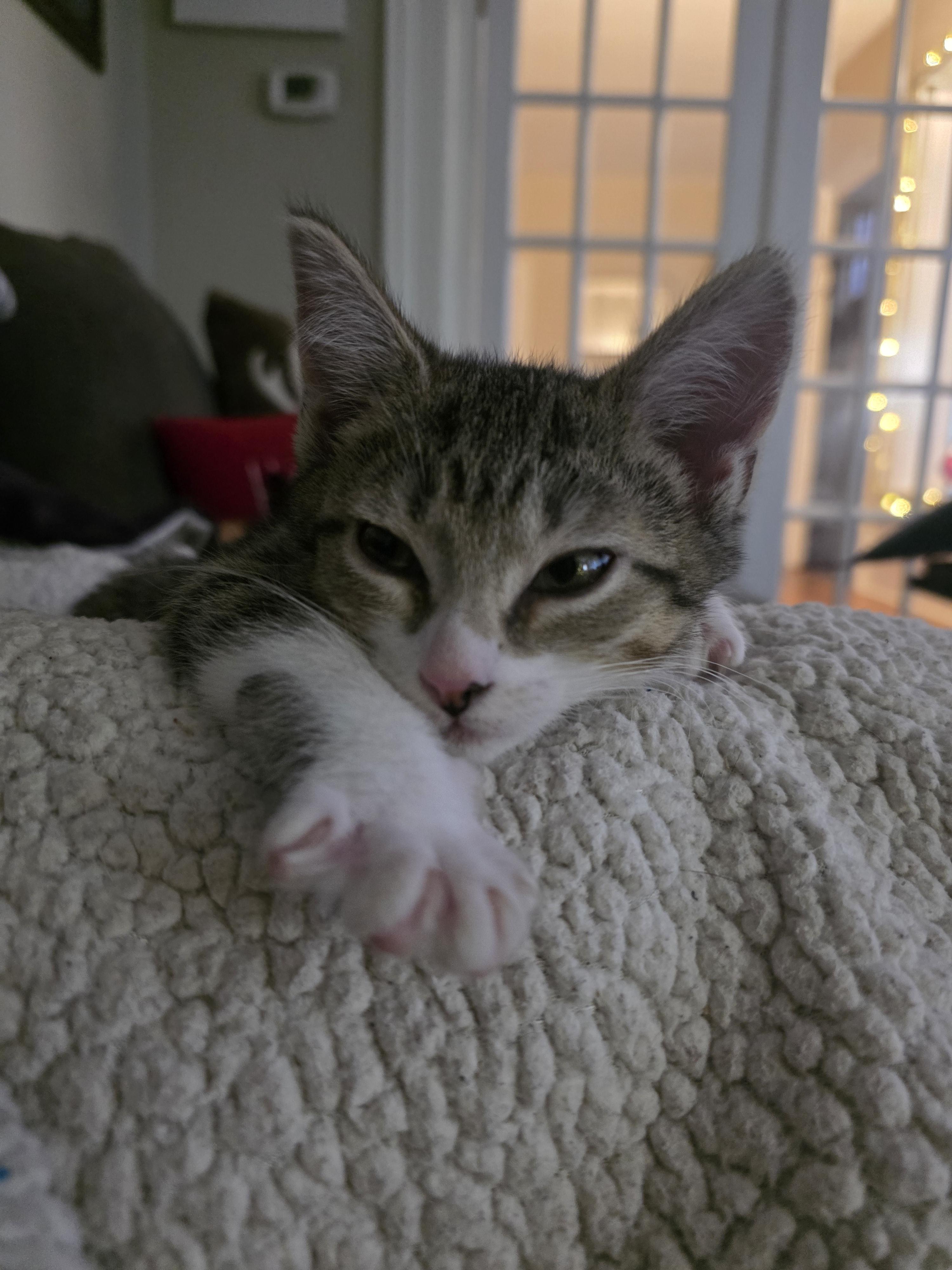 Enlarge Arya, a Adopted Domestic Short Hair in Troy, MI image 2/5