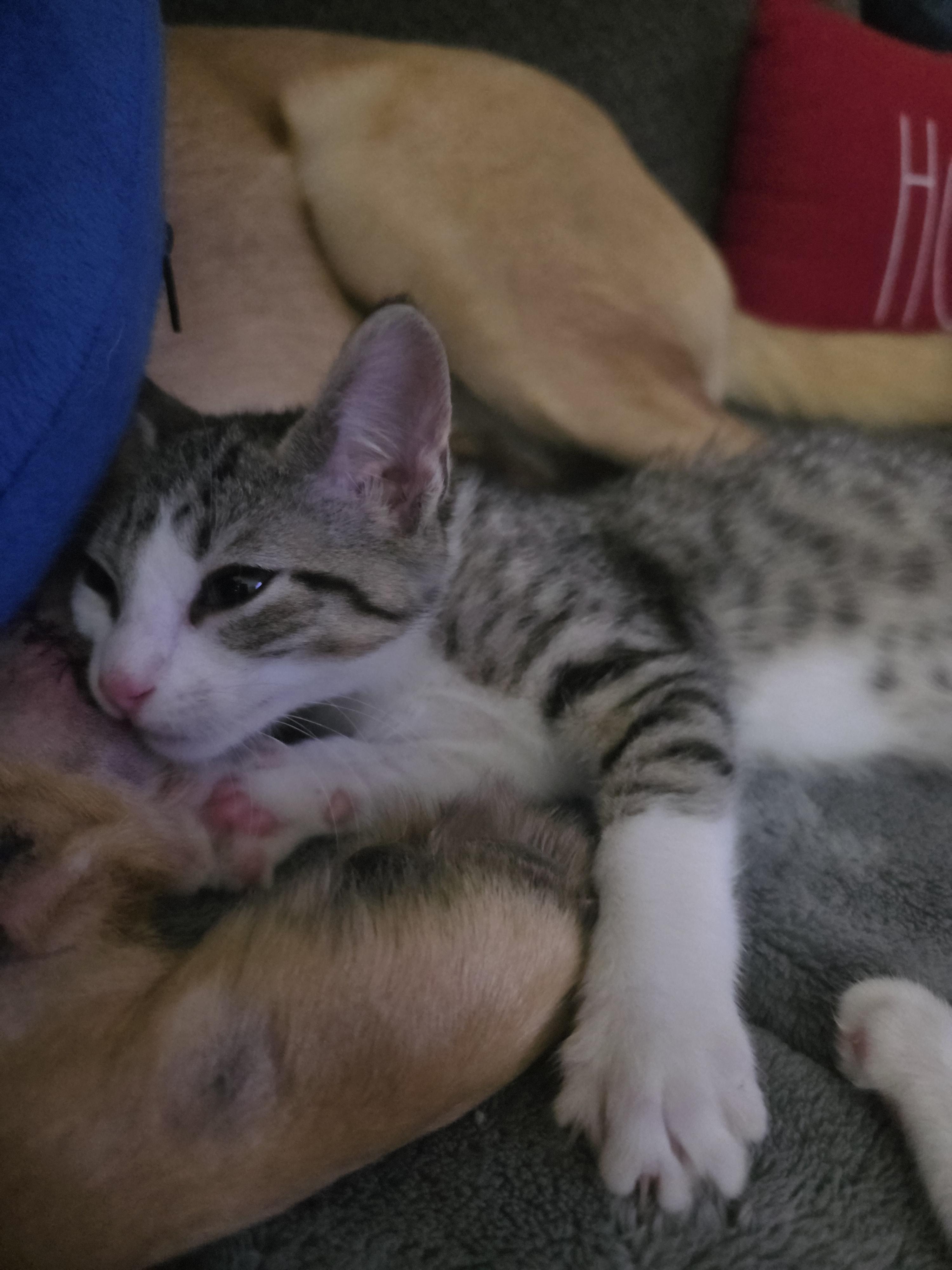 Enlarge Arya, a Adopted Domestic Short Hair in Troy, MI image 3/5