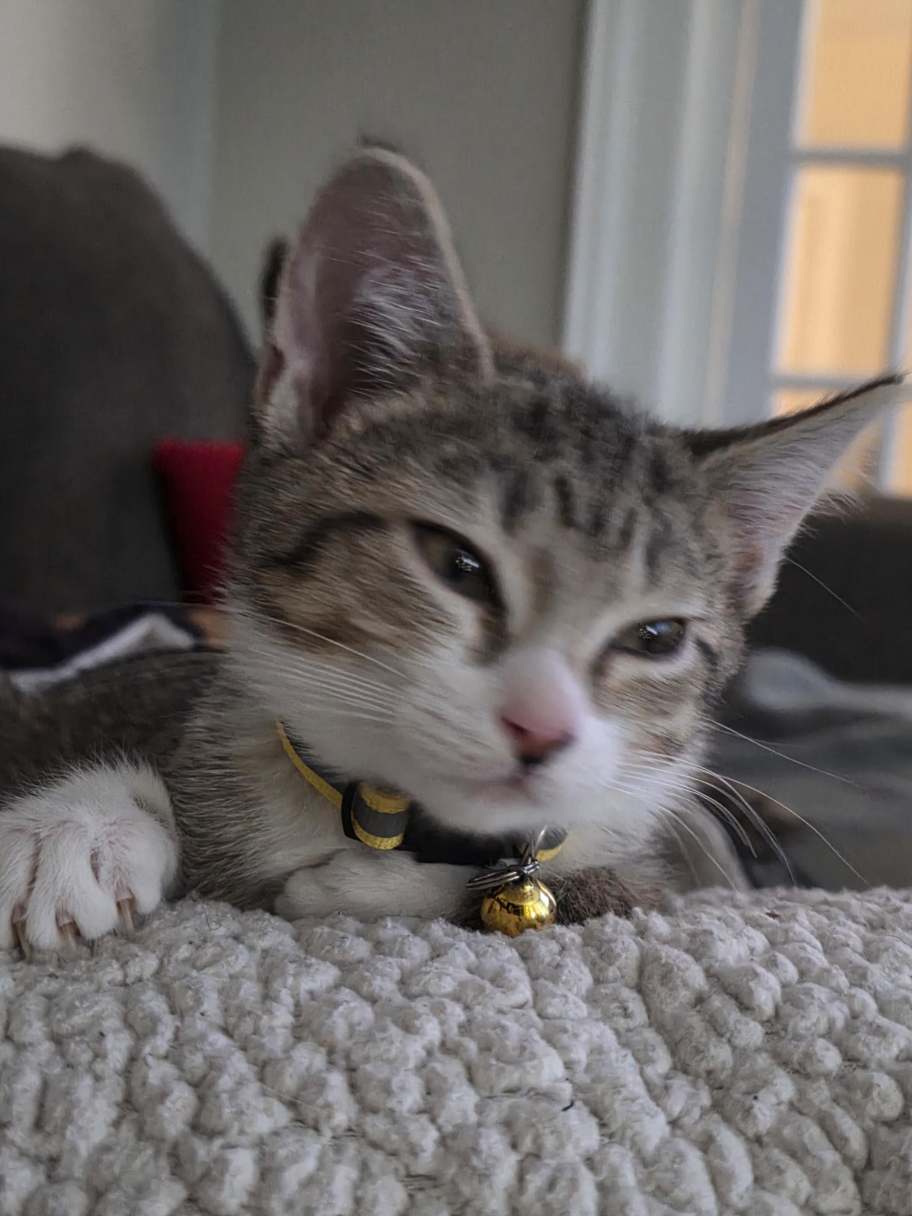 Enlarge Arya, a Adopted Domestic Short Hair in Troy, MI image 4/5