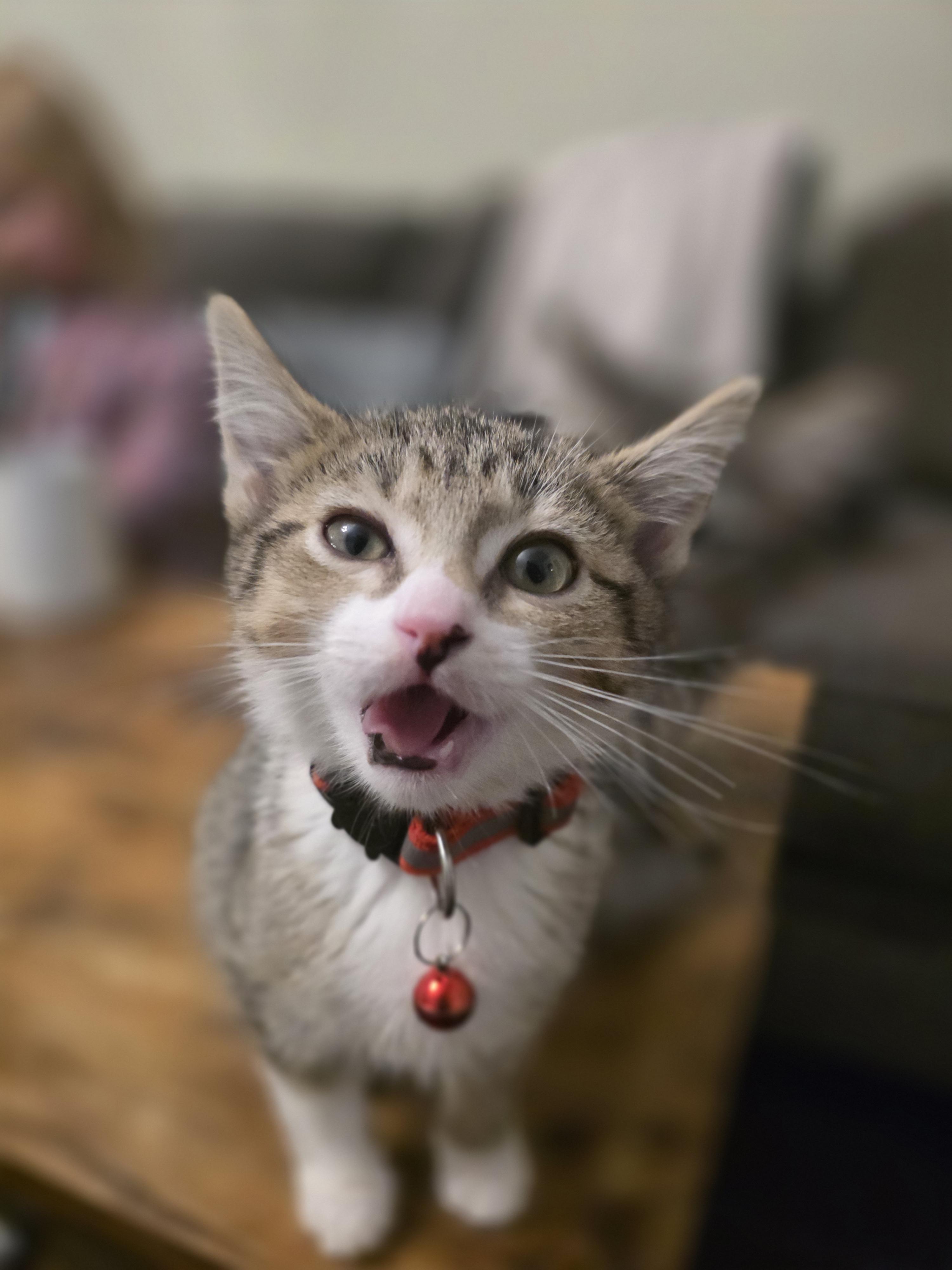 Enlarge Arya, a Adopted Domestic Short Hair in Troy, MI image 5/5