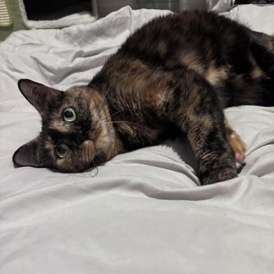 Mayo — thumbnail 2