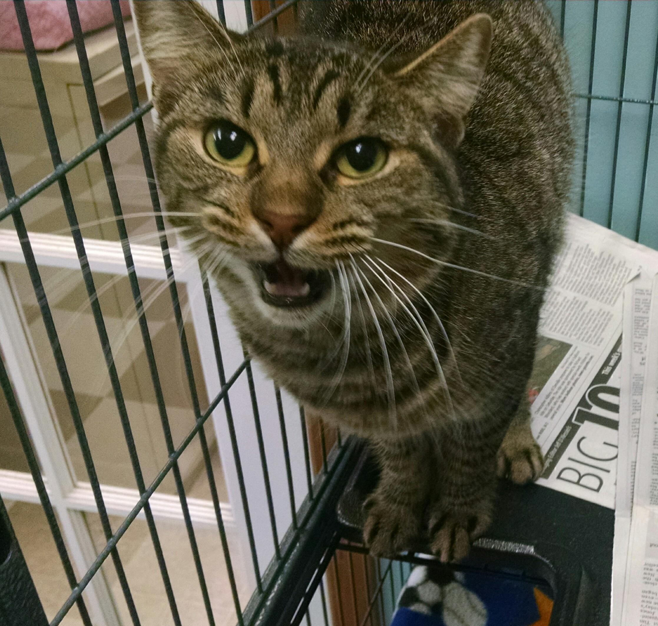 Enlarge Grace, a Adoptable mixed breed in Monticello, IL image 7/11