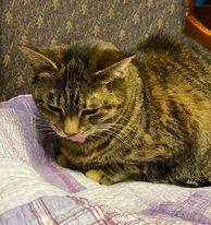 Enlarge Grace, a Adoptable mixed breed in Monticello, IL image 8/11