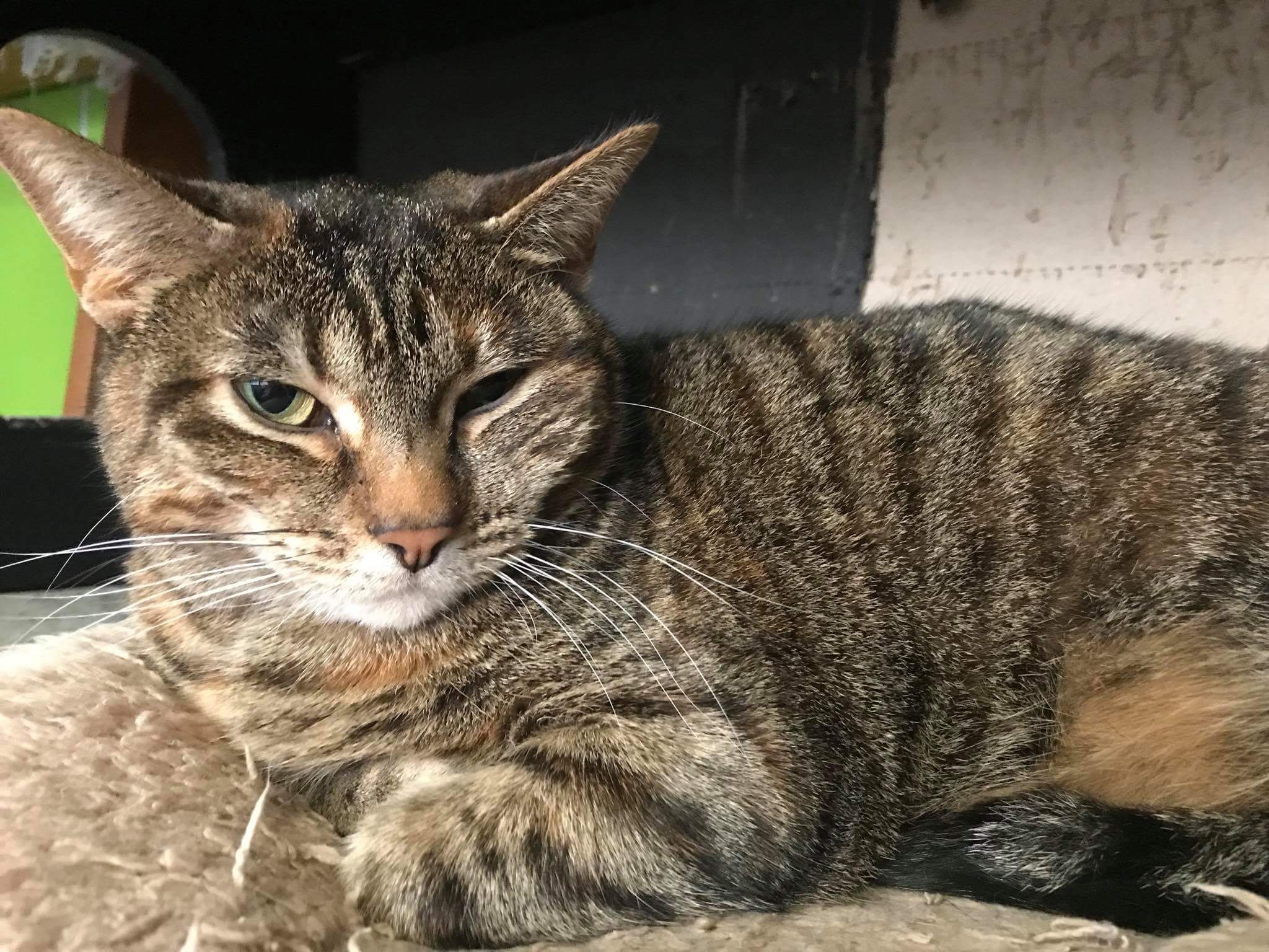 Enlarge Grace, a Adoptable mixed breed in Monticello, IL image 9/11