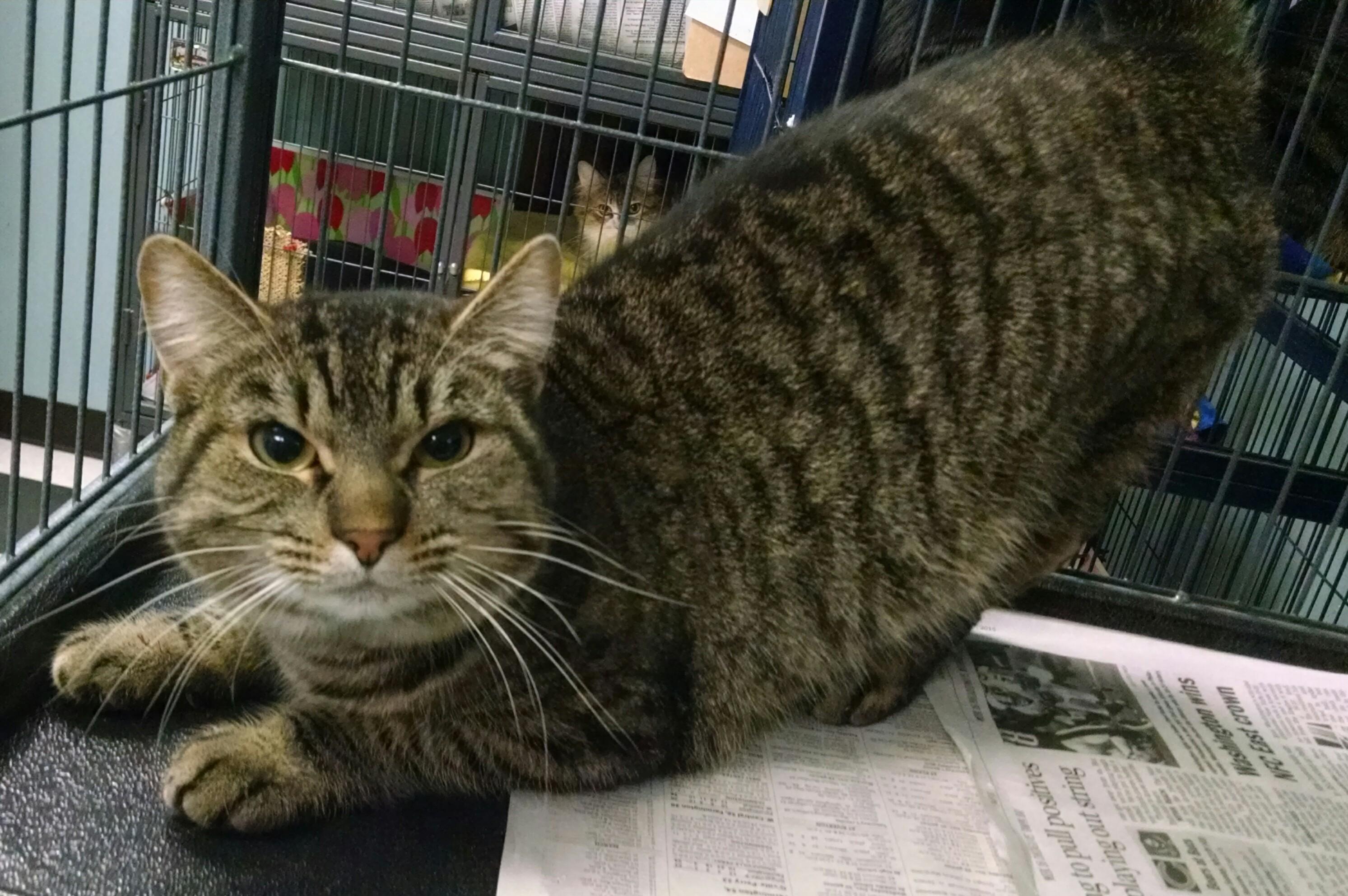 Enlarge Grace, a Adoptable mixed breed in Monticello, IL image 11/11