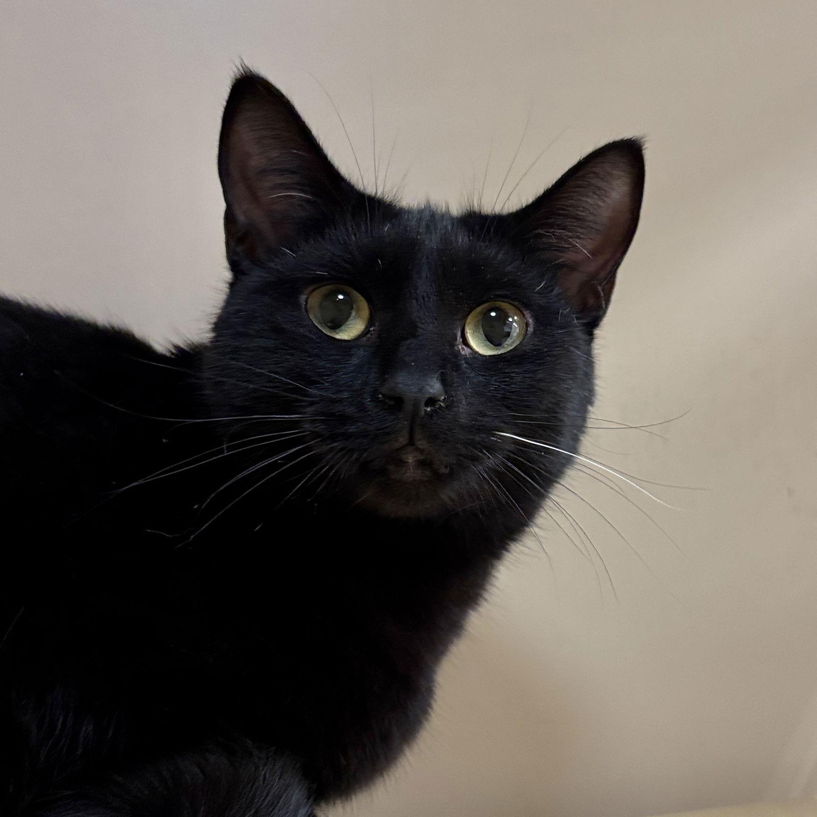 Enlarge Noir, a Adoptable Domestic Short Hair in Sonora, CA image 1/1