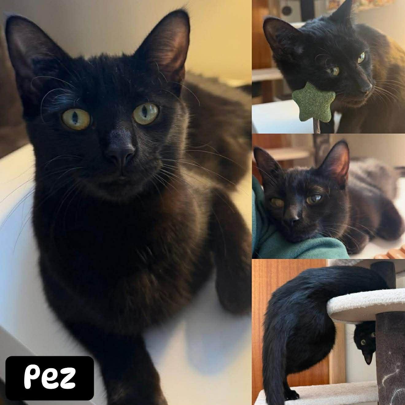 Enlarge Pez, an adopted Domestic Short Hair in BURNABY, BC image 1/1