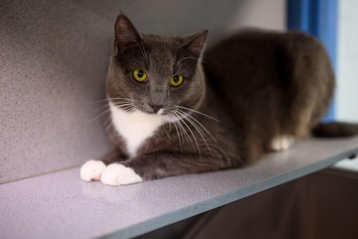 Enlarge Little Star, a Adoptable Domestic Short Hair in Berryville, VA image 1/1