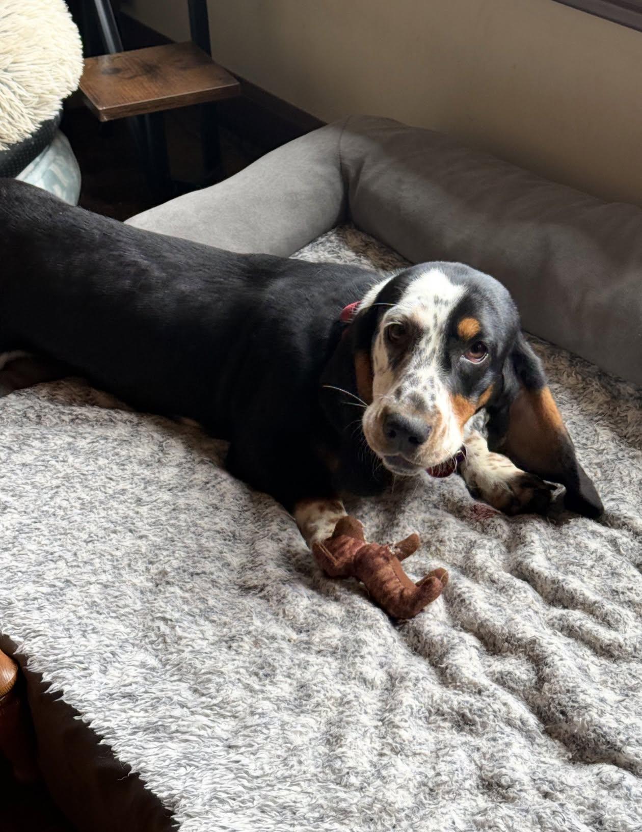 Enlarge Molly, an adopted Basset Hound in Celina, OH image 4/6
