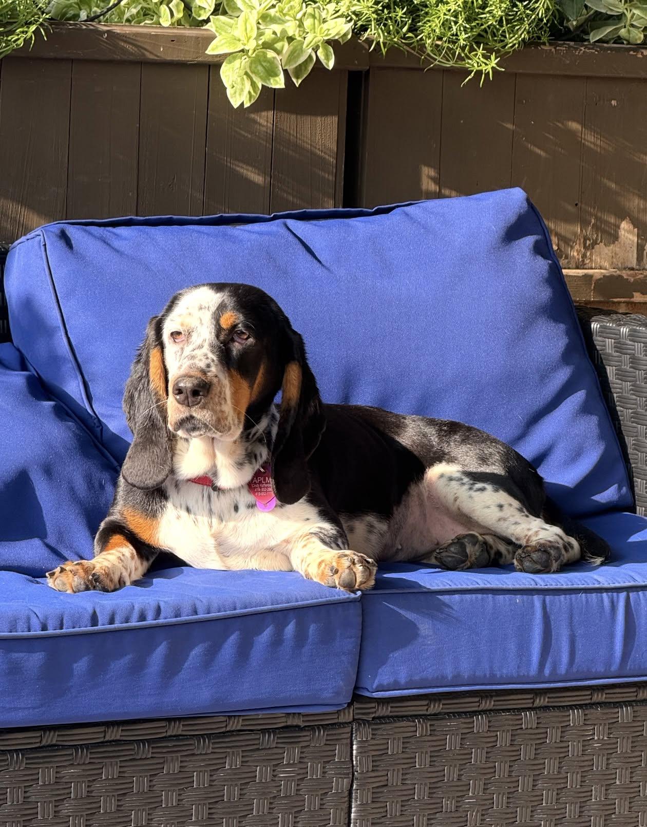 Enlarge Molly, an adopted Basset Hound in Celina, OH image 3/6