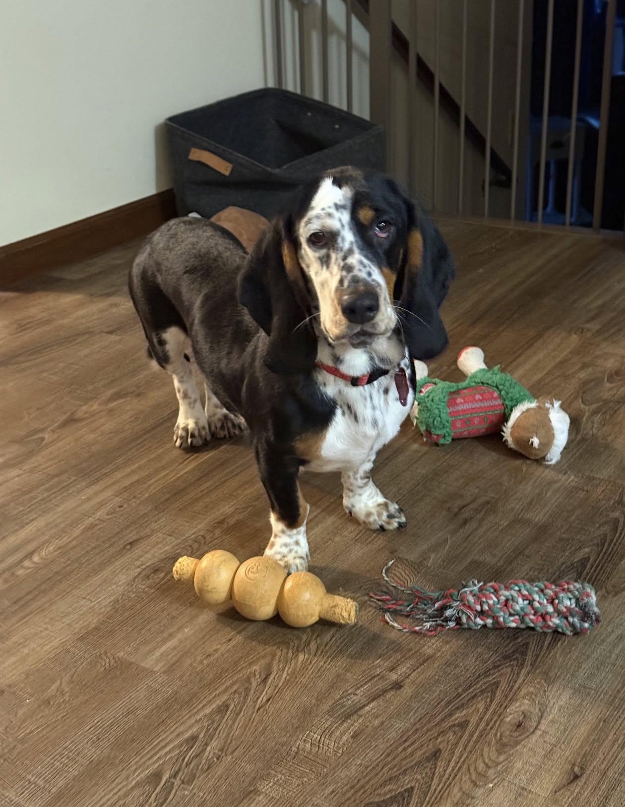 Enlarge Molly, an adopted Basset Hound in Celina, OH image 2/6