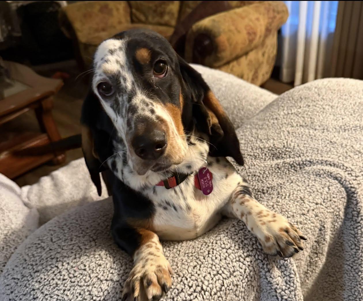 Molly, adopted, Young Female Basset Hound.