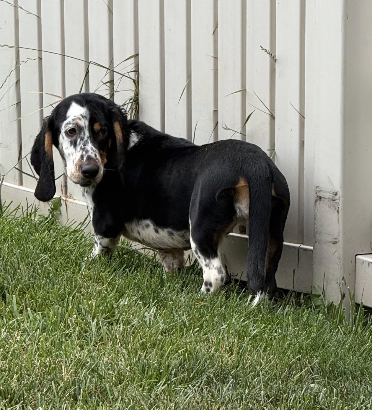 Enlarge Molly, an adopted Basset Hound in Celina, OH image 6/6