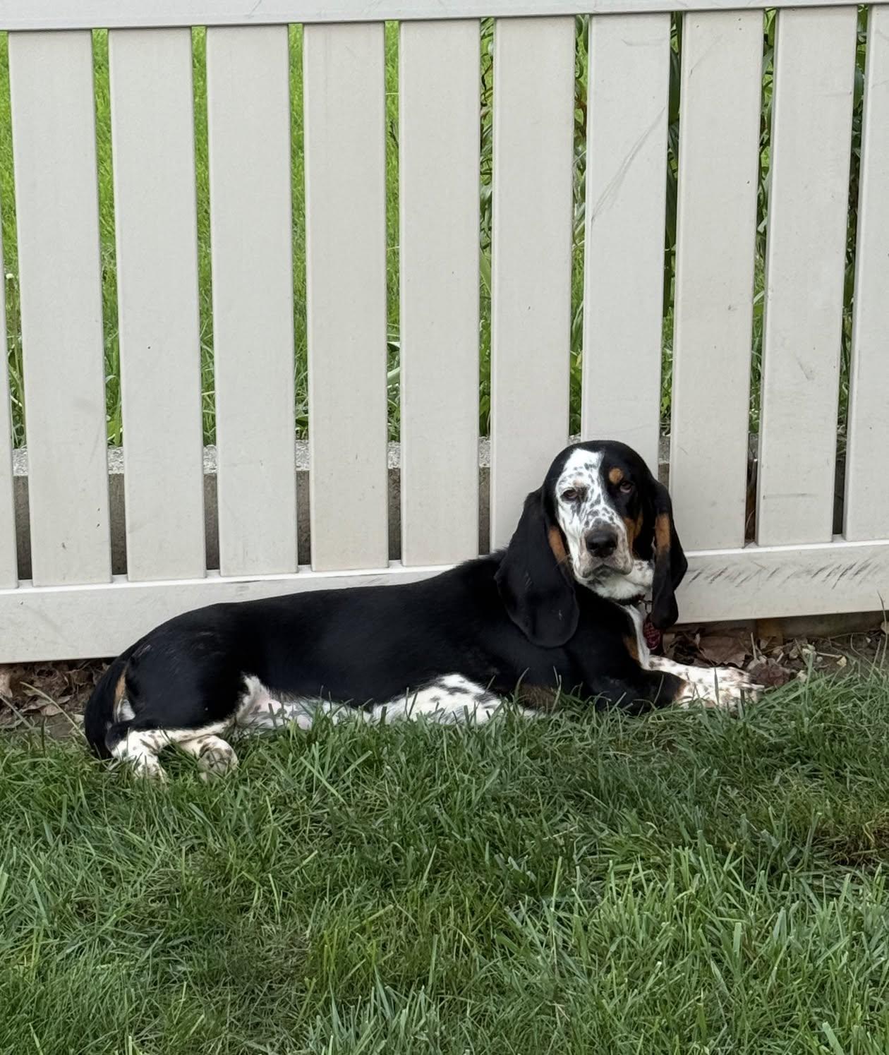 Enlarge Molly, an adopted Basset Hound in Celina, OH image 5/6