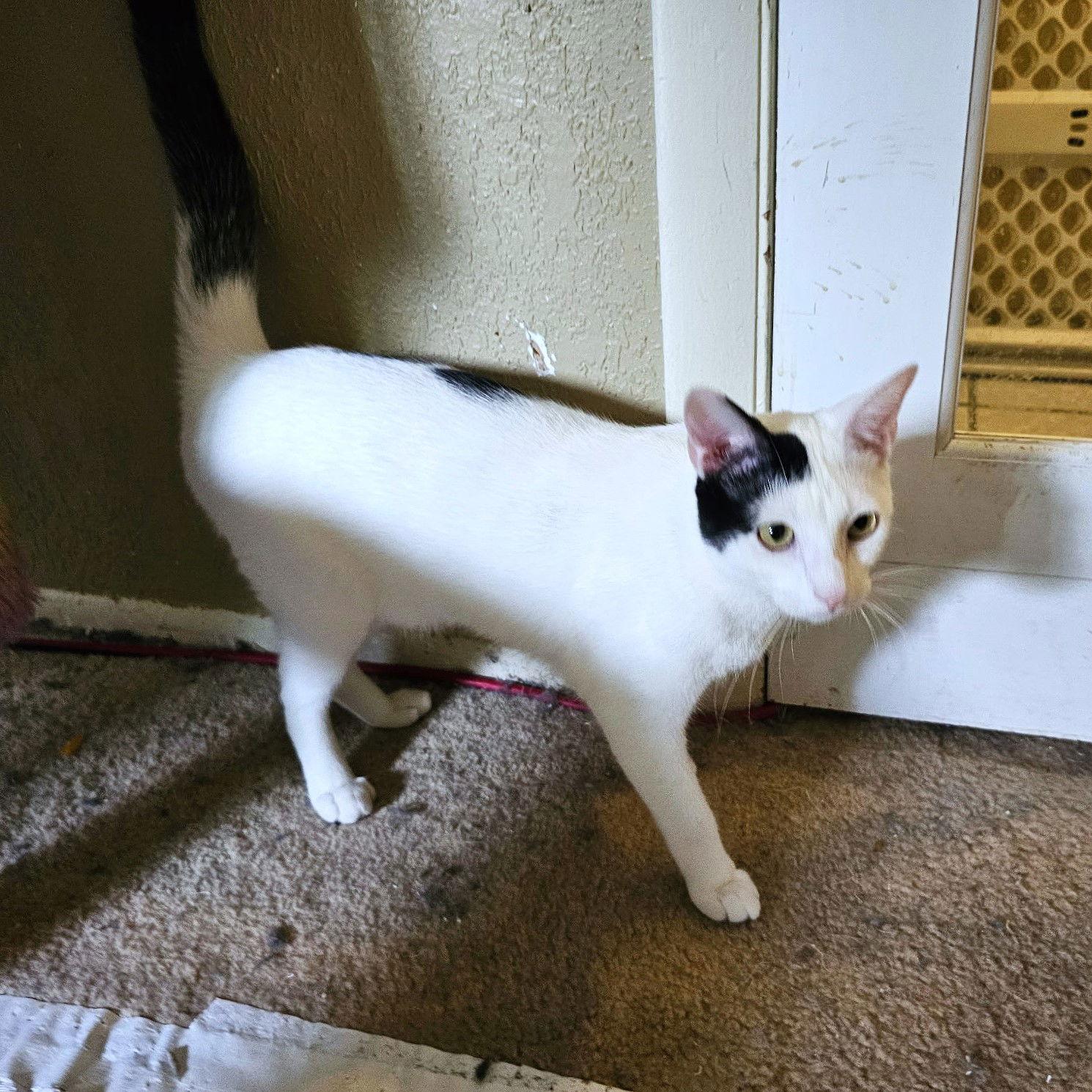 Enlarge Dylan, a Adoptable Domestic Short Hair in St. Cloud, FL image 2/3