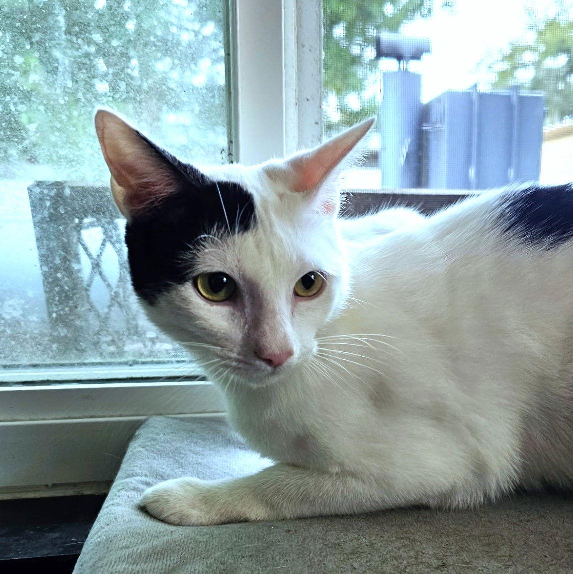 Enlarge Dylan, a Adoptable Domestic Short Hair in St. Cloud, FL image 3/3