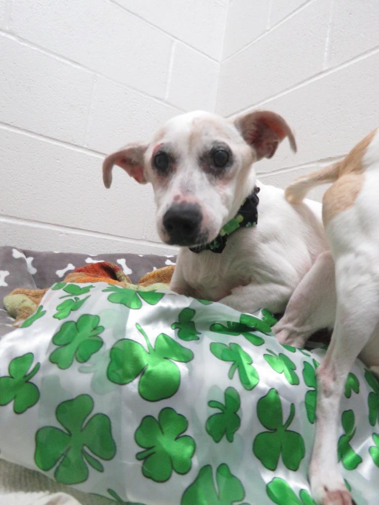 Jack, Adoptable, Senior Male Jack Russell Terrier.