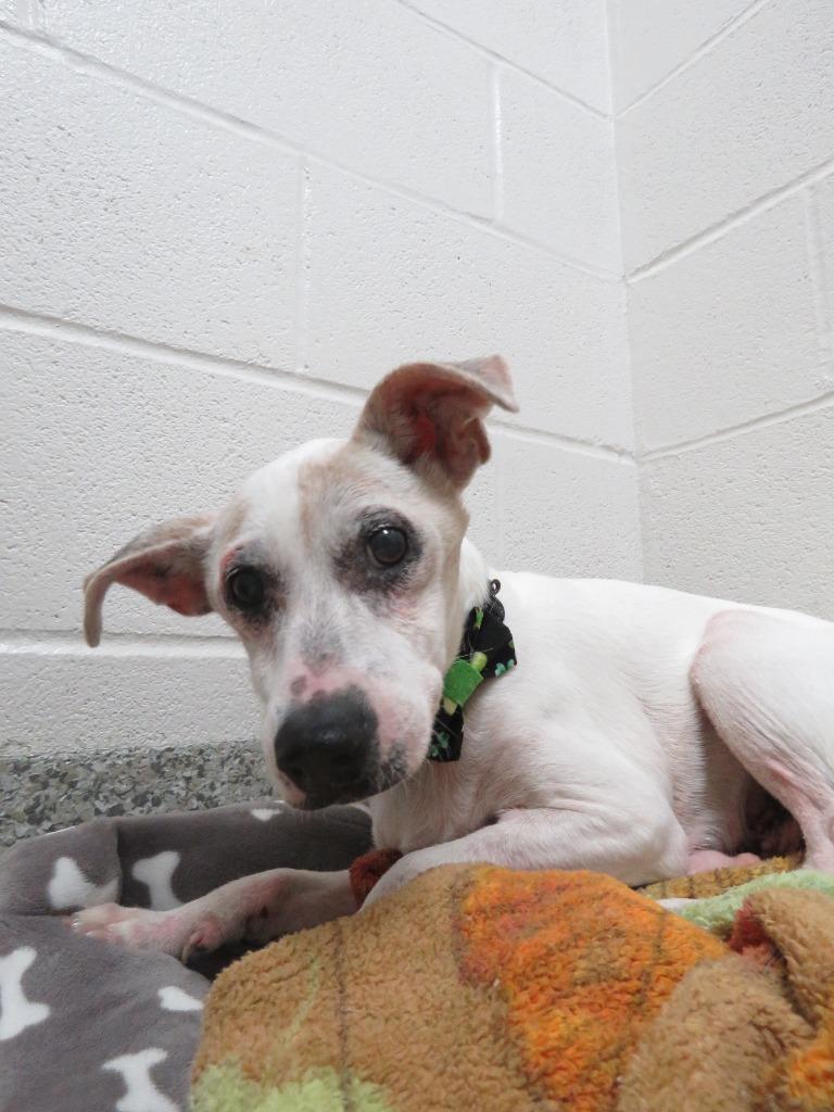Enlarge Jack, a Adoptable Jack Russell Terrier in Van Wert, OH image 2/3