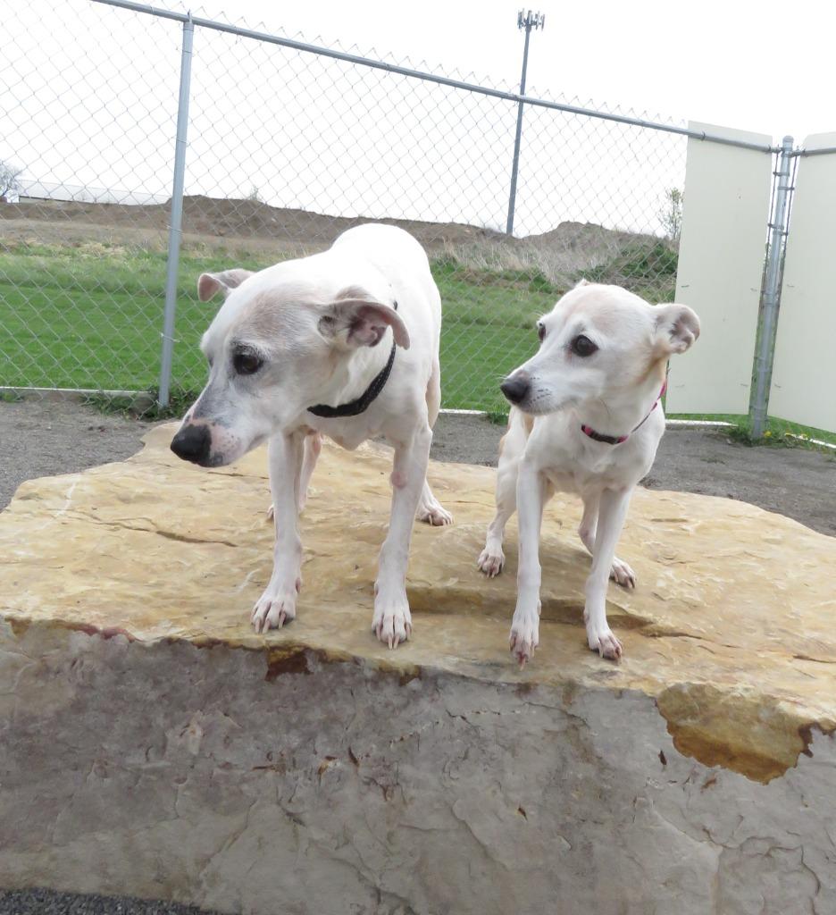 Enlarge Jack, a Adoptable Jack Russell Terrier in Van Wert, OH image 3/4