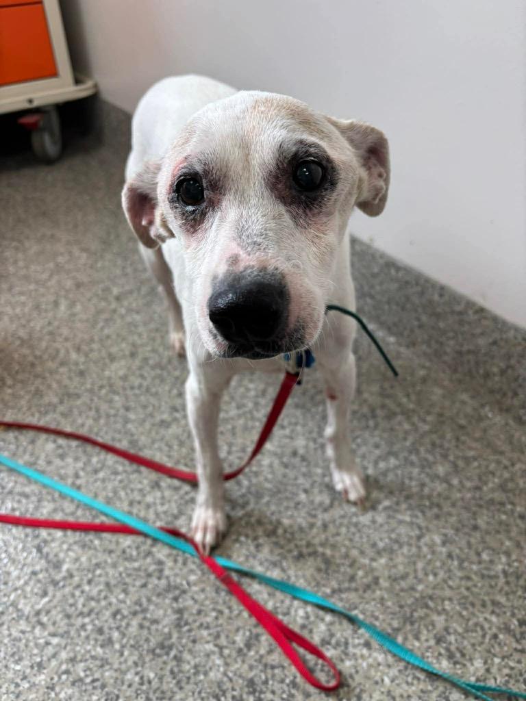 Enlarge Jack, a Adoptable Jack Russell Terrier in Van Wert, OH image 3/3