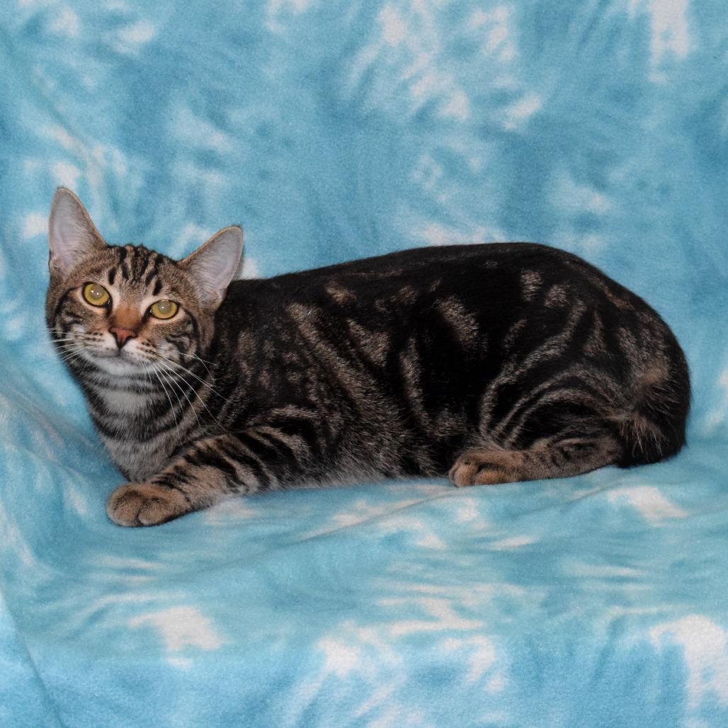 Enlarge B.o.B, a Adoptable Domestic Short Hair in Eureka, CA image 1/5