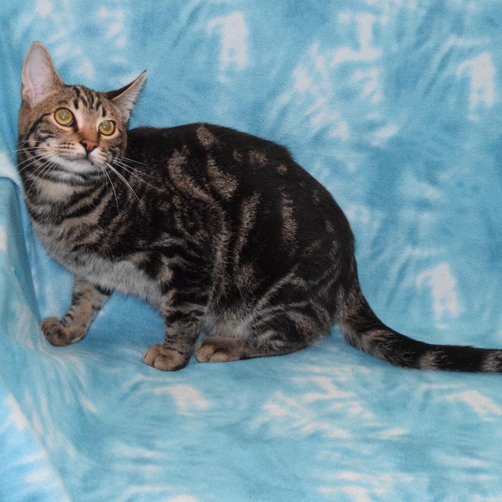 Enlarge B.o.B, a Adoptable Domestic Short Hair in Eureka, CA image 3/5