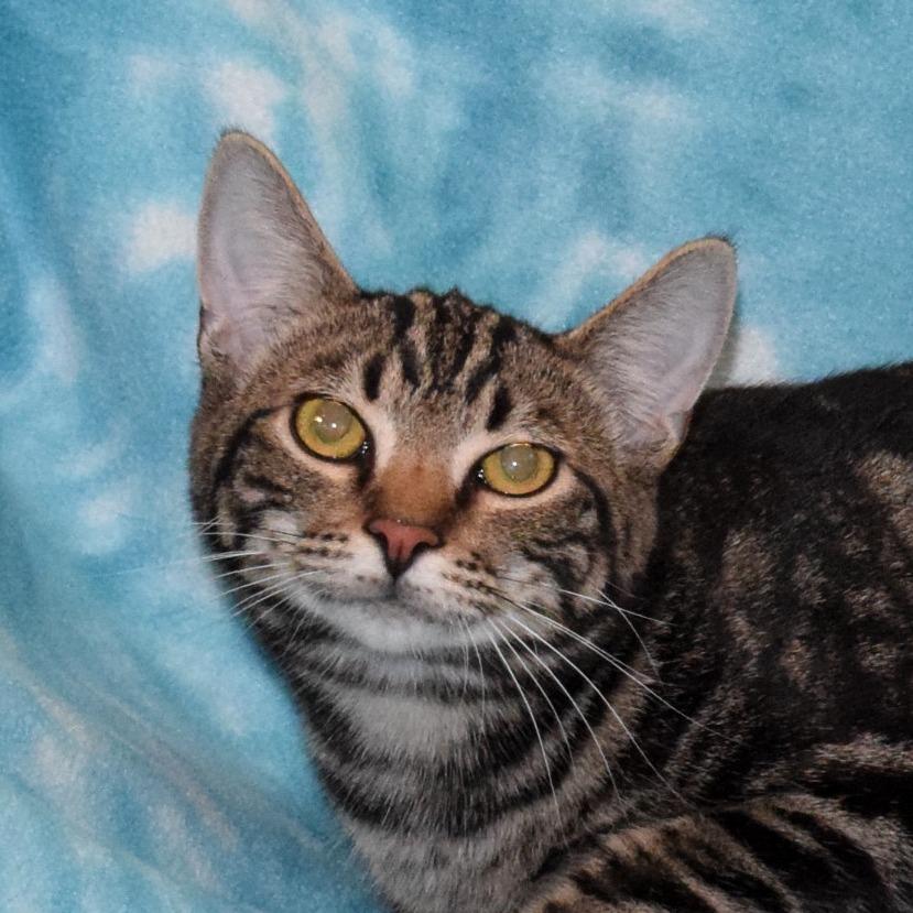 Enlarge B.o.B, a Adoptable Domestic Short Hair in Eureka, CA image 5/5