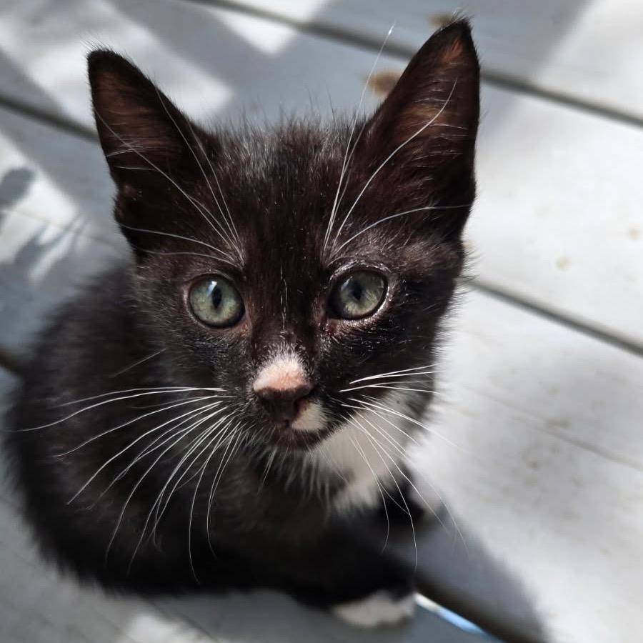 Enlarge Pompano A26-031, a Adoptable Domestic Short Hair in SANTA ROSA BEACH, FL image 1/1