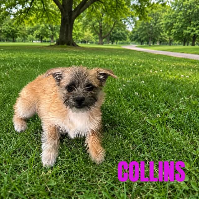 Enlarge Collins, a ADOPTABLE mixed breed in Truth or Consequences , NM image 1/6