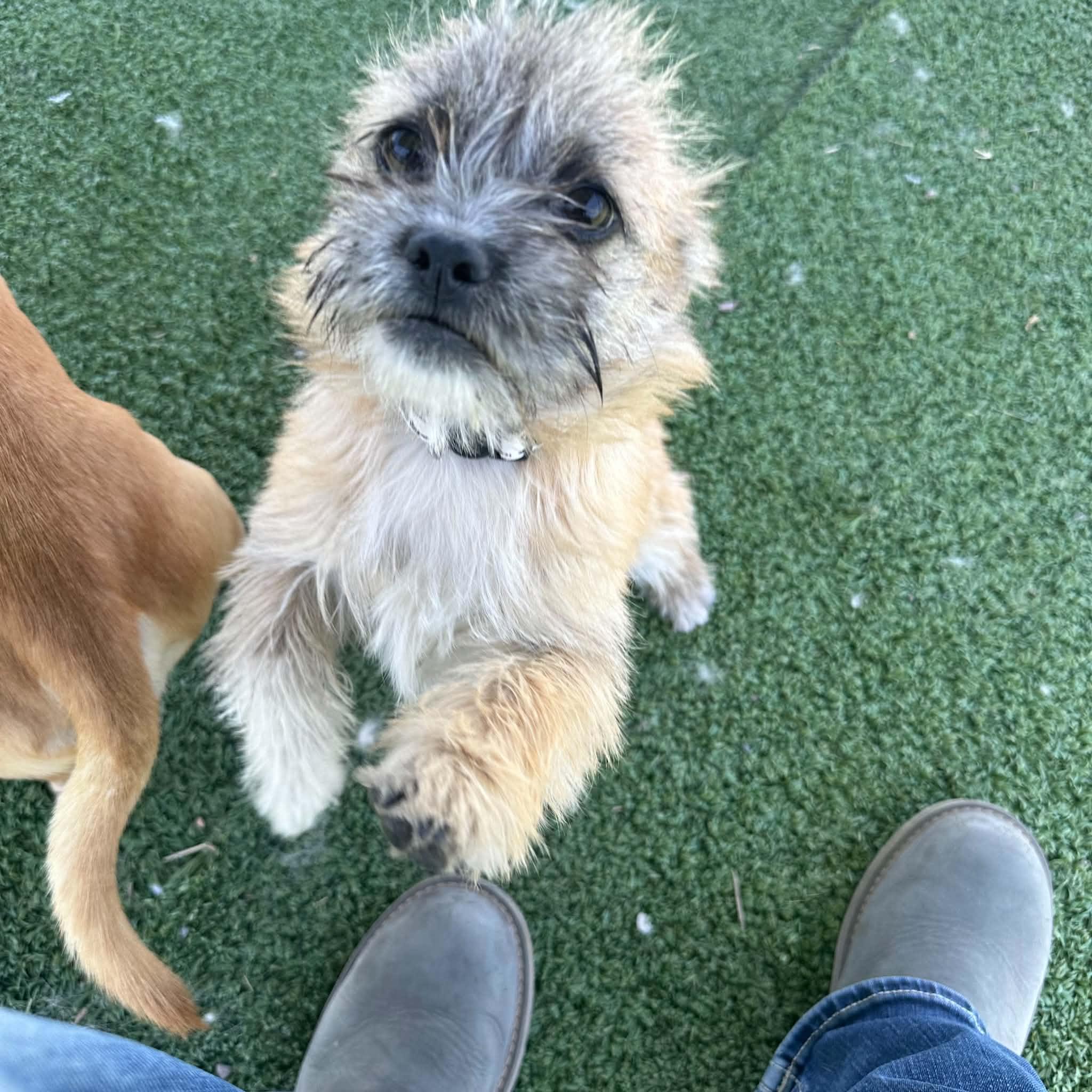 Enlarge Collins, a ADOPTABLE mixed breed in Truth or Consequences , NM image 5/6
