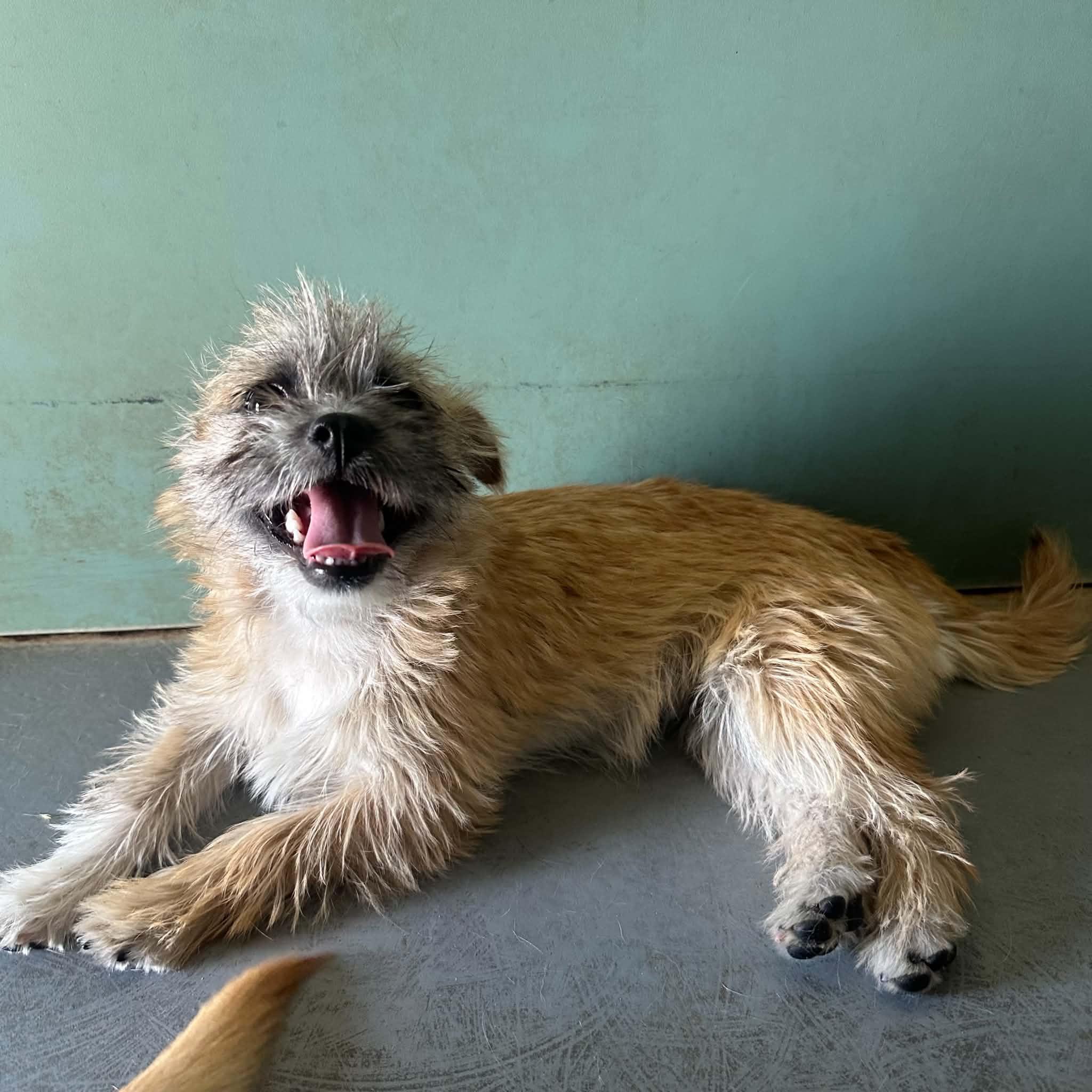 Enlarge Collins, a ADOPTABLE mixed breed in Truth or Consequences , NM image 4/6