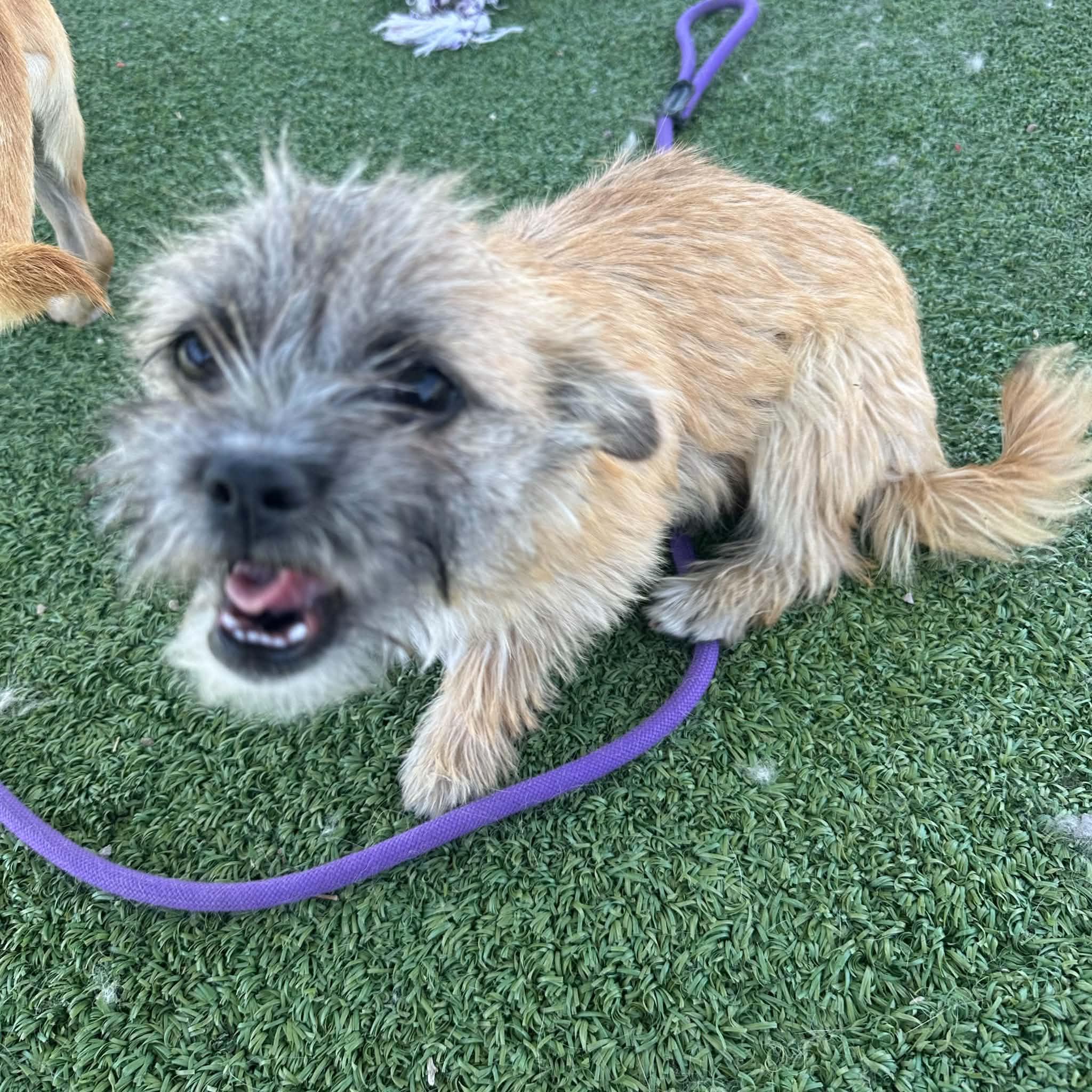Enlarge Collins, a ADOPTABLE mixed breed in Truth or Consequences , NM image 2/6