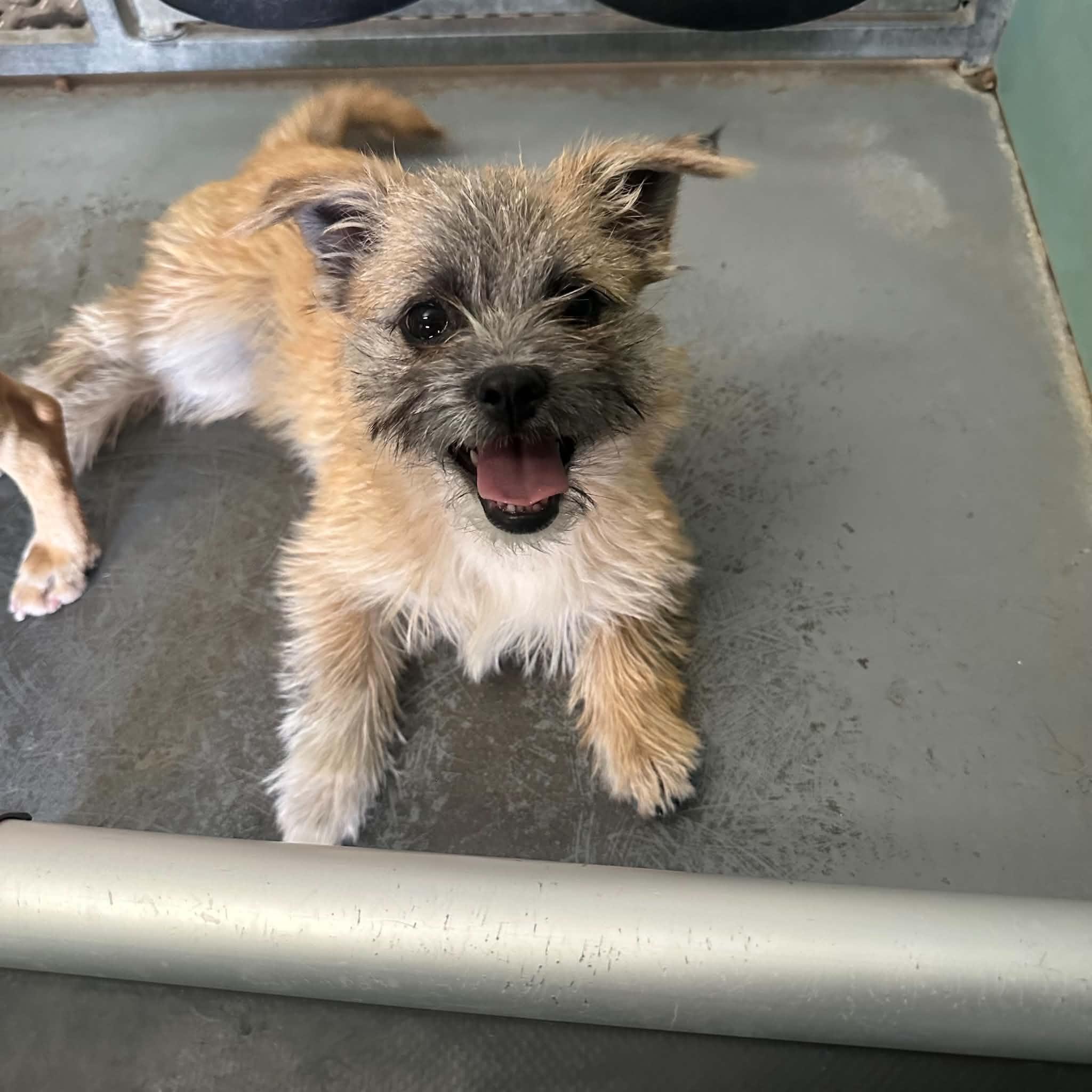 Enlarge Collins, a ADOPTABLE mixed breed in Truth or Consequences , NM image 3/6
