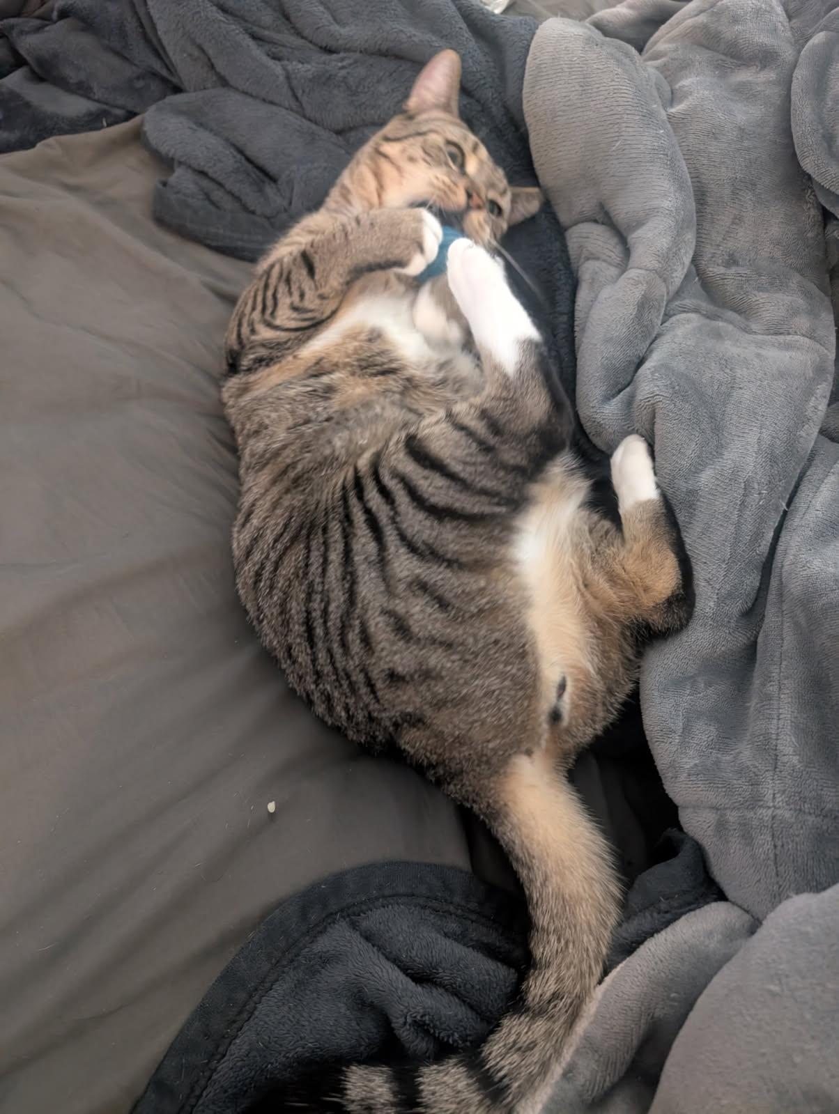 Enlarge Leo, an adoptable Domestic Short Hair in Jersey City, NJ image 5/6